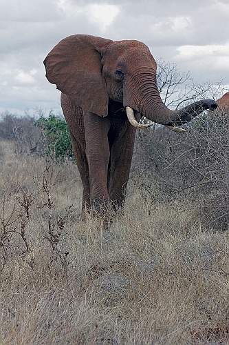 Kenia (359)